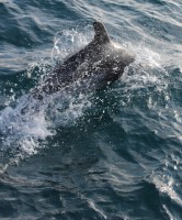 /album/korsika/img-0388-jpg/