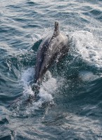 /album/korsika/img-0392-1-jpg/